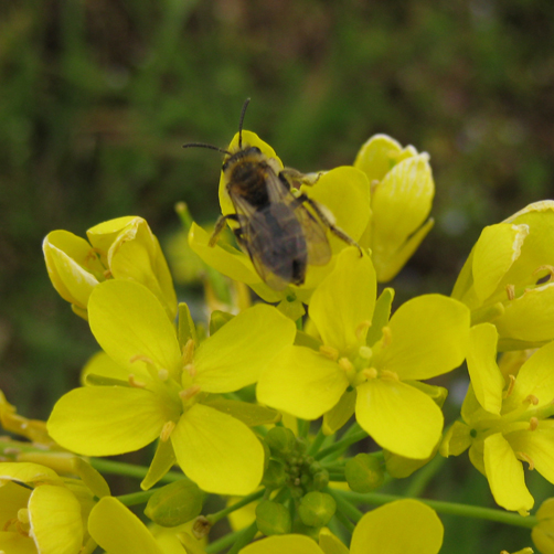 菜の花とハチ（P24）